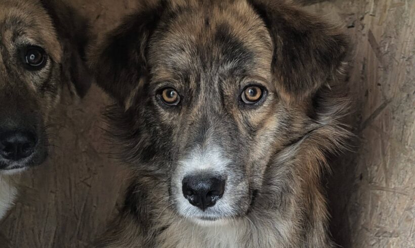 RINGO