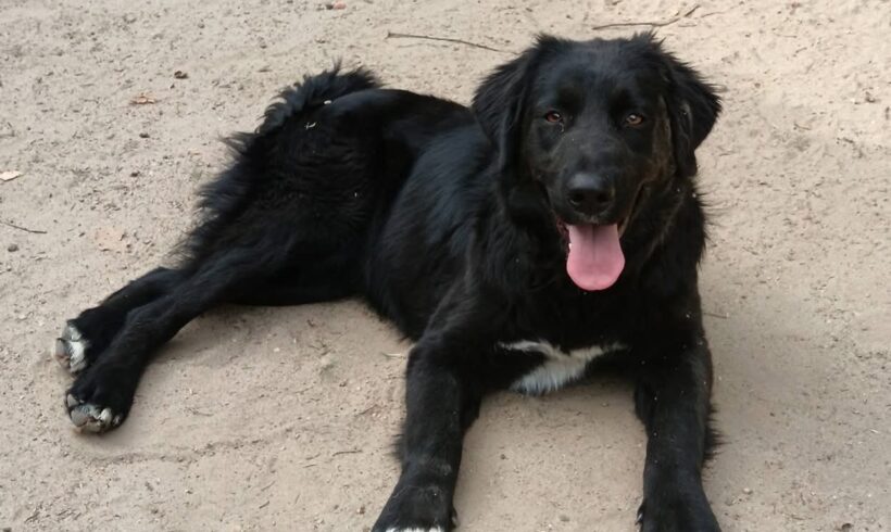 JOSIE