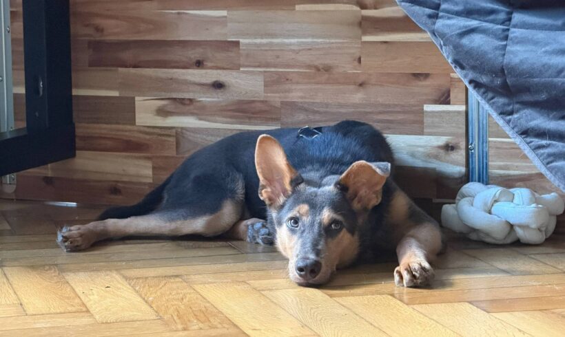 GINO
