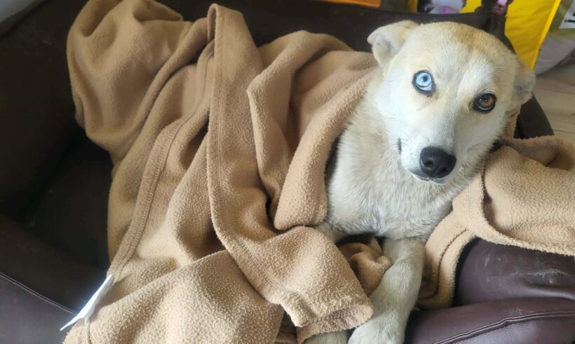 BLUEY