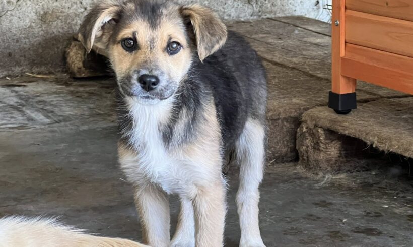 SURI