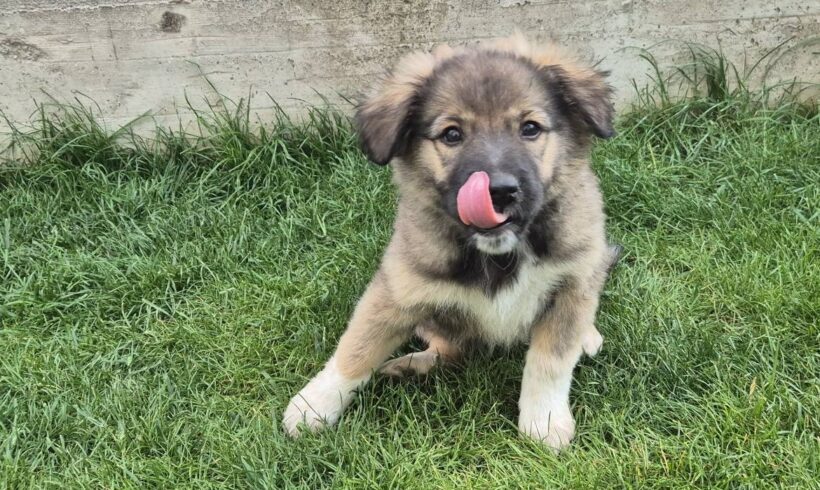 SKYE