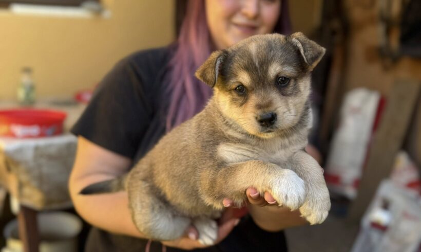 MABLI