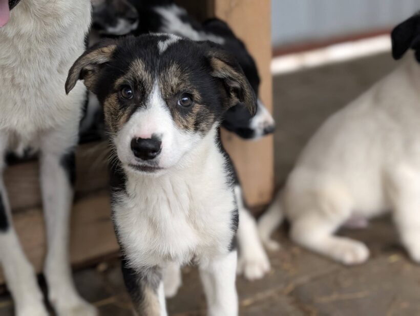 TASHA
