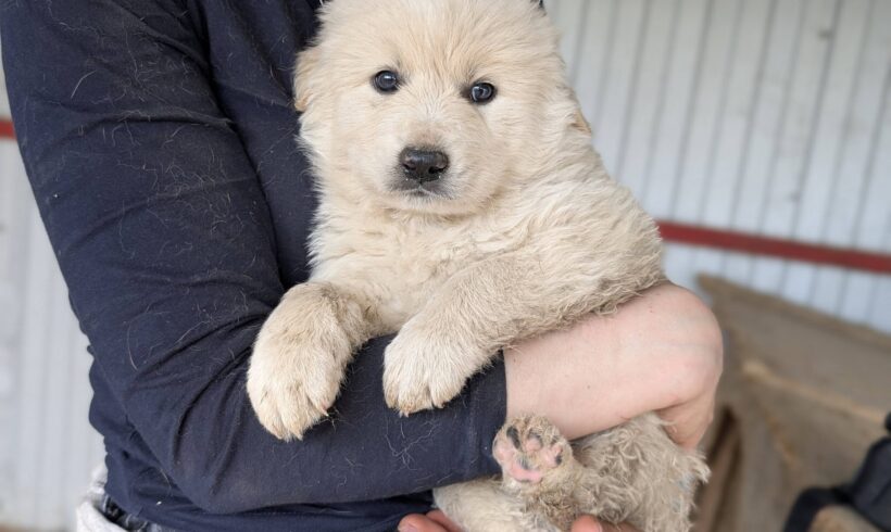 TARO