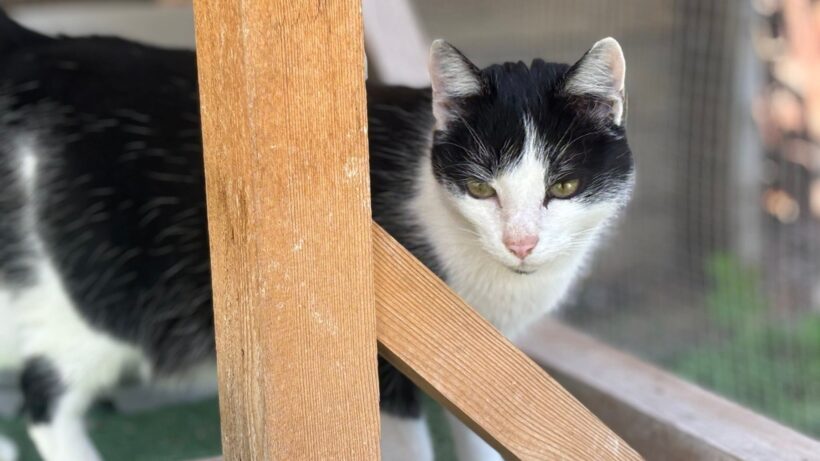 CAT DAMON