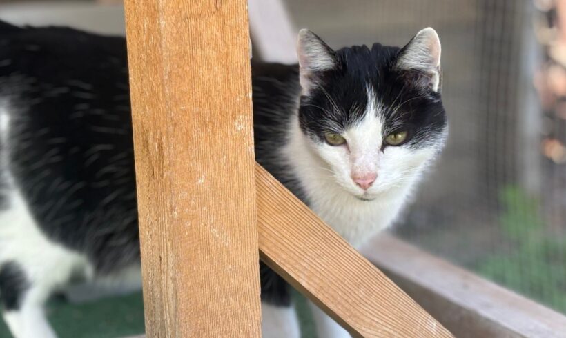 CAT DAMON