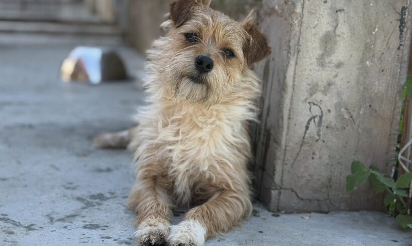 BANDITO