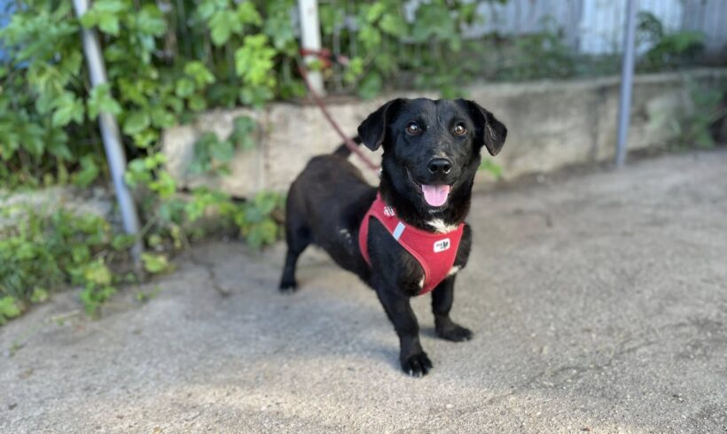 HEIKO