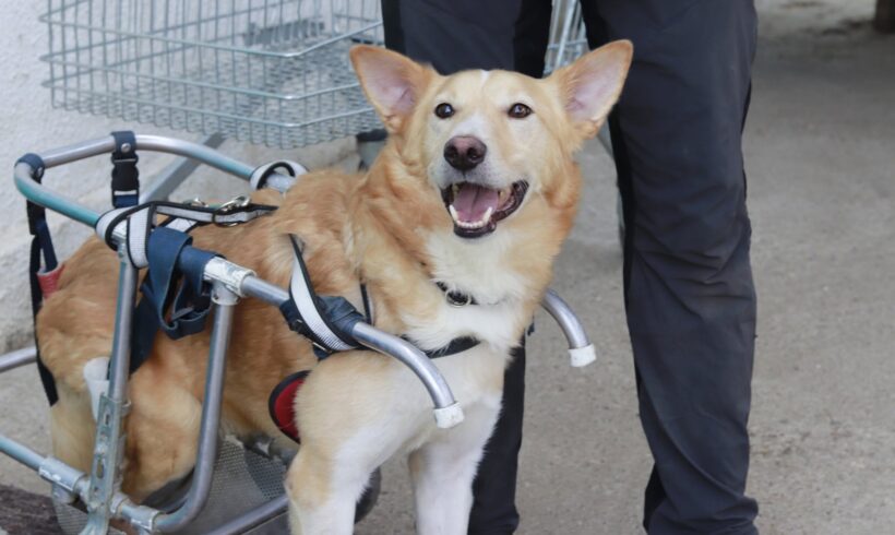 PECO