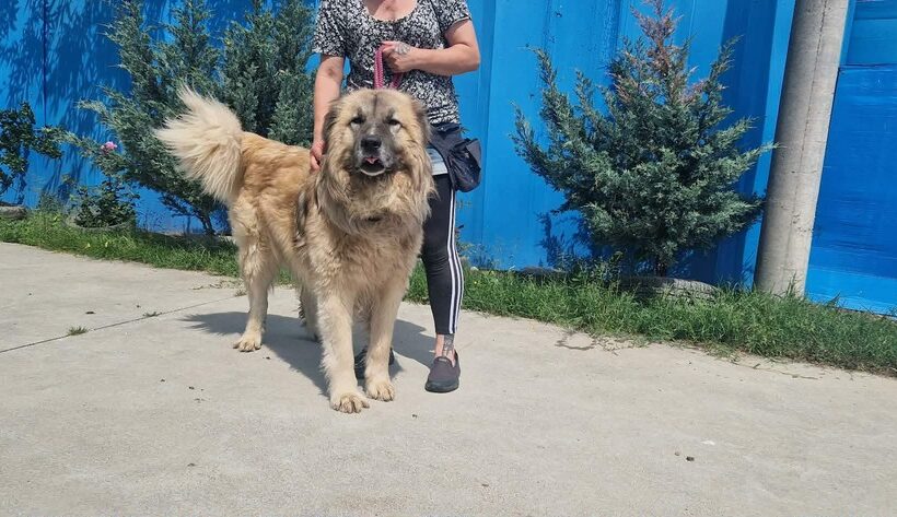 TROYAN