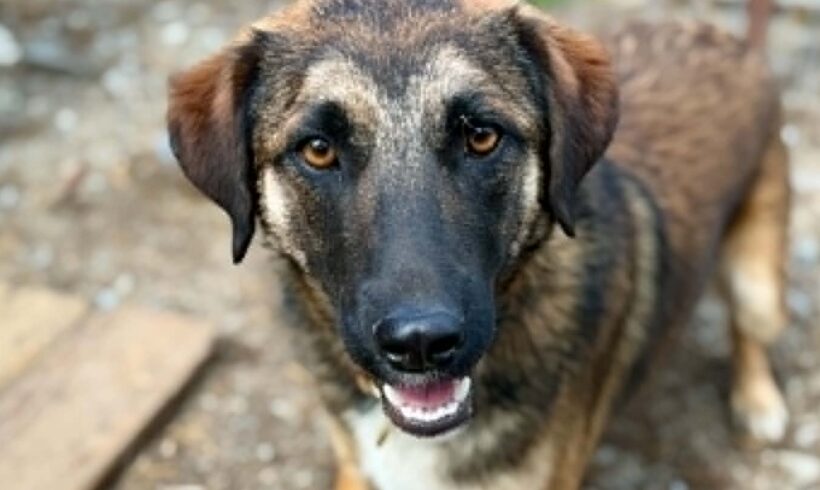 KODI