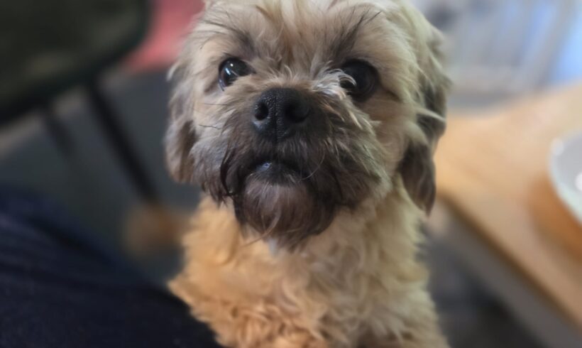 PITA