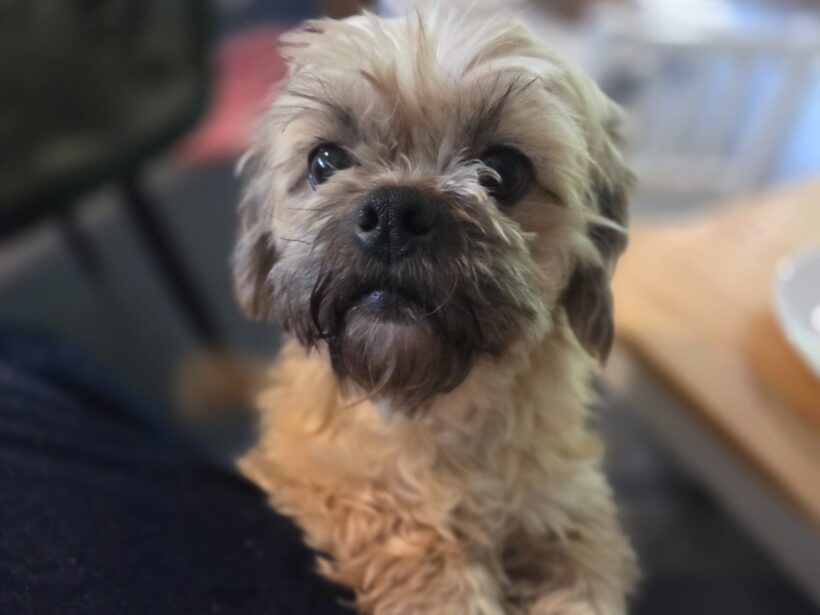 PITA