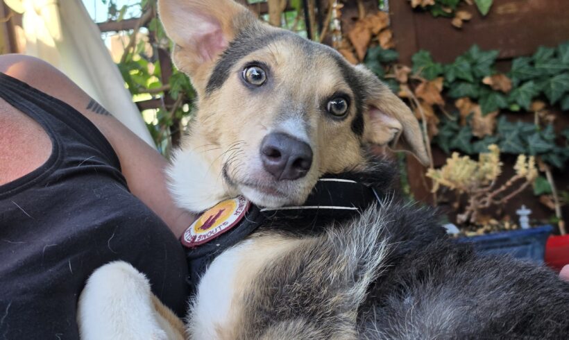 LAILA