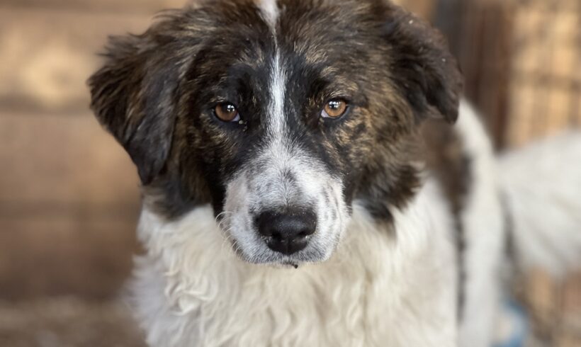 KAIA