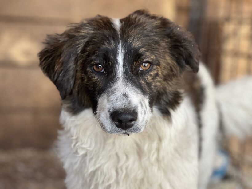 KAIA