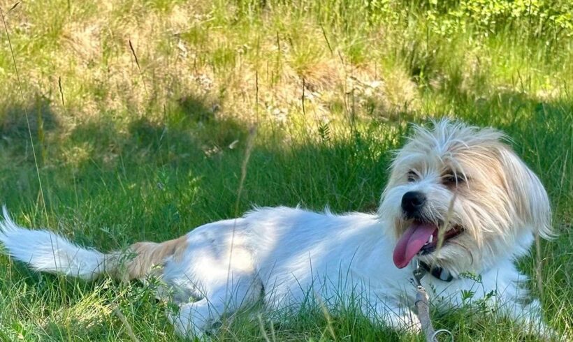 PIXEL