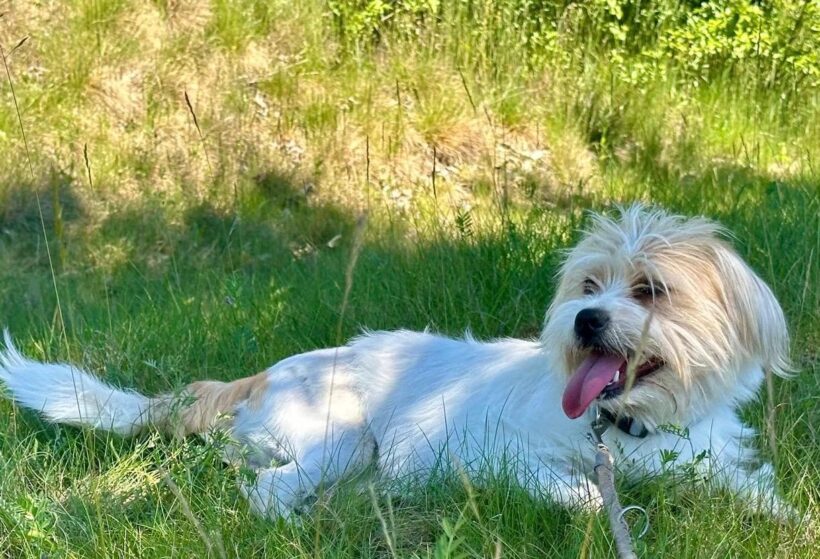 PIXEL