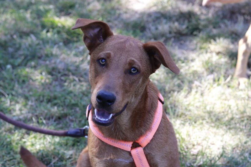TOBI