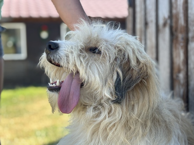 BIBI