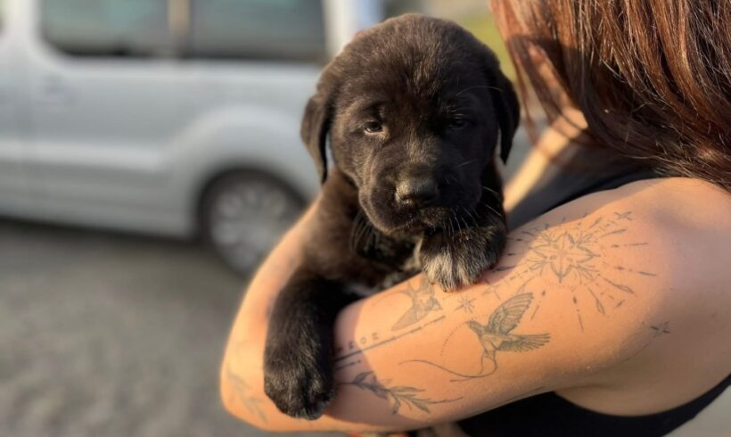 ELLI
