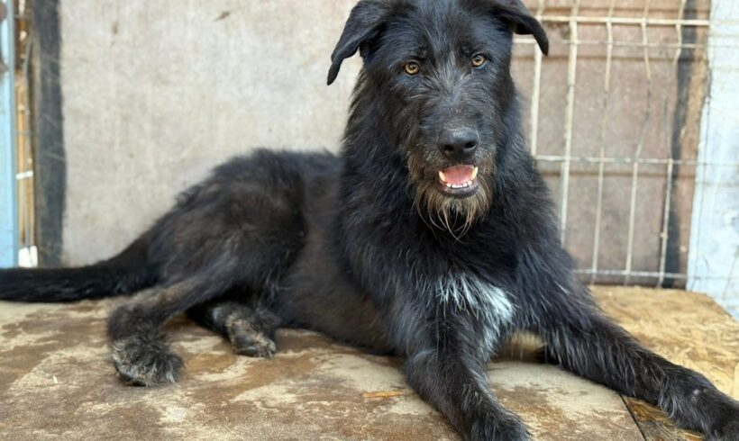 TOGO