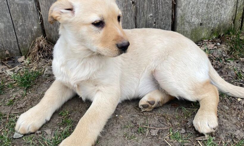 LENI