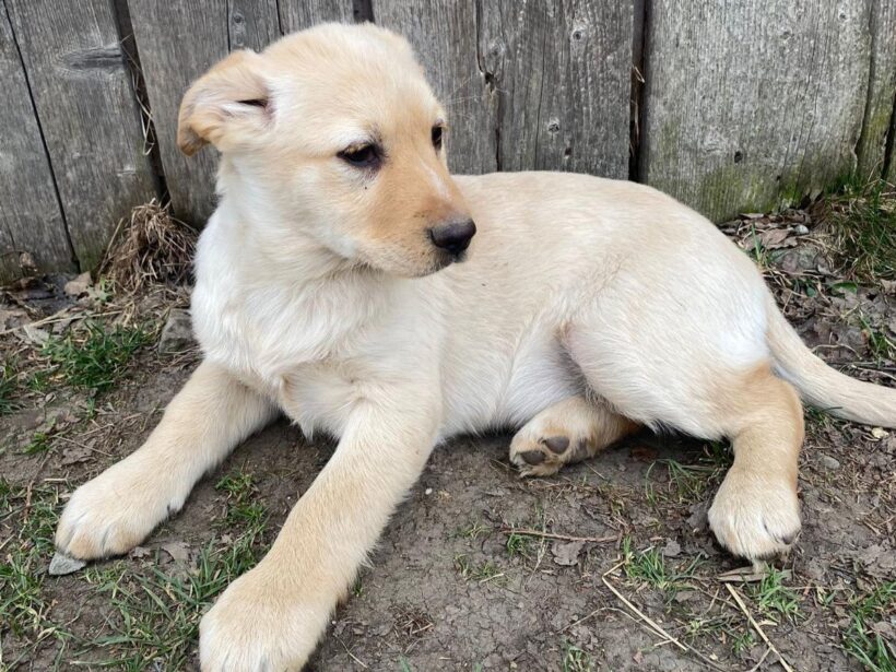 LENI