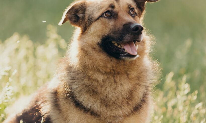 LASZLO