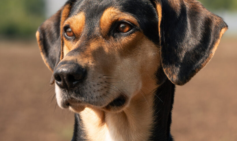 ZUZU