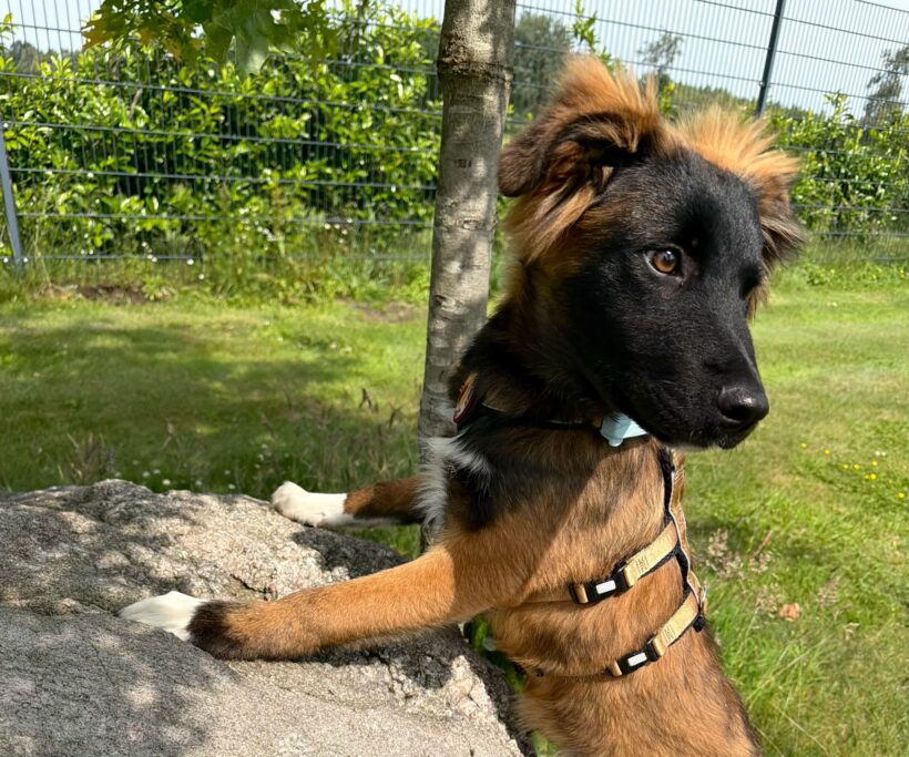 BLUNA