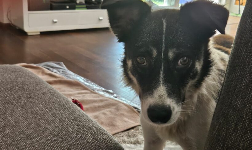 LULA