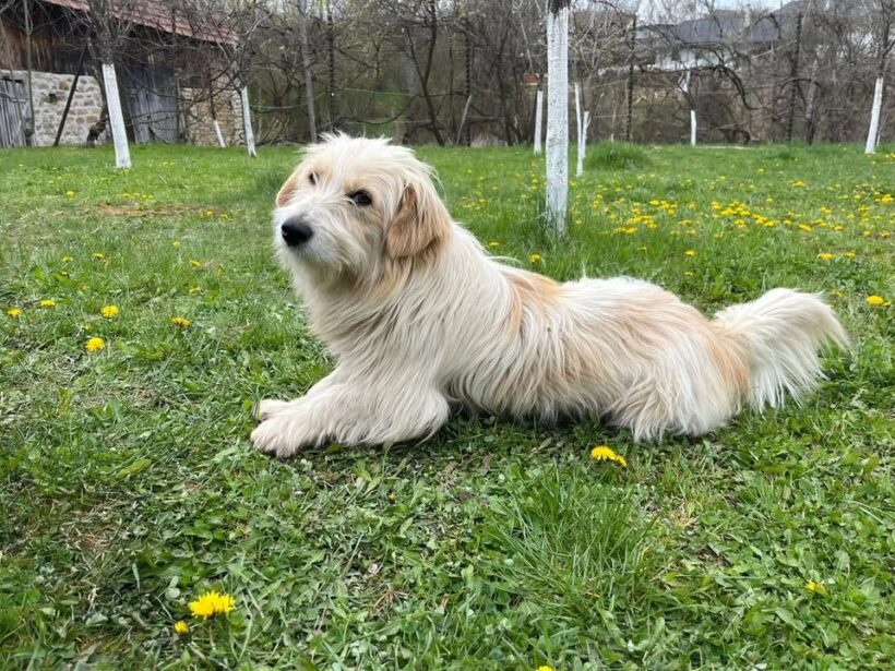 RÜDIGER