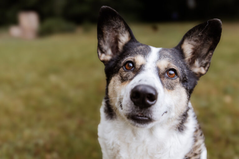 15 - Noa Hundeshooting-16
