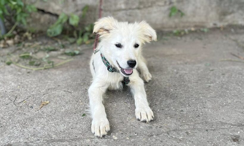FLOH