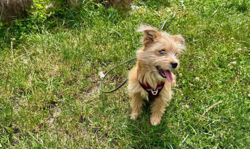 STROLCHI