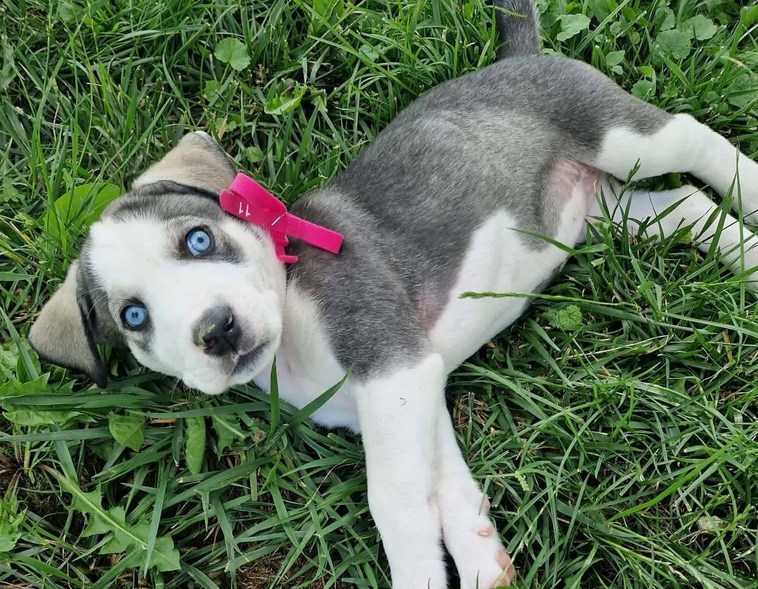 BLUE BLUE