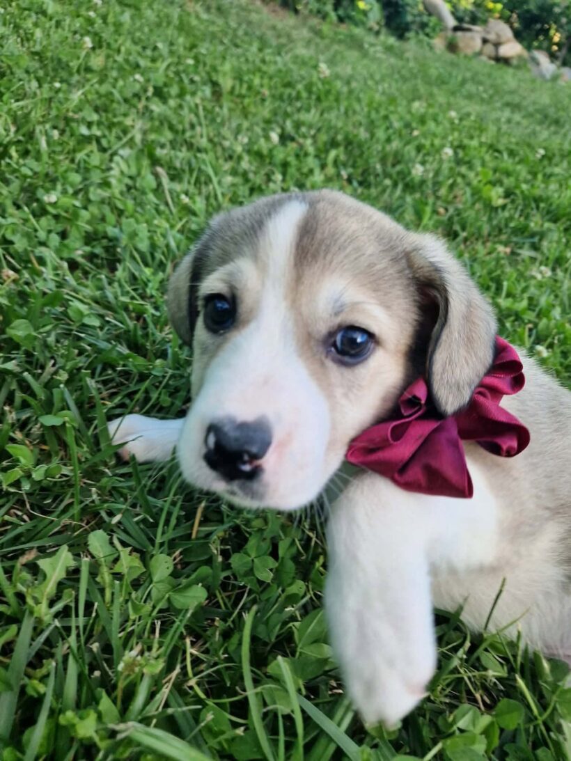 EMMI