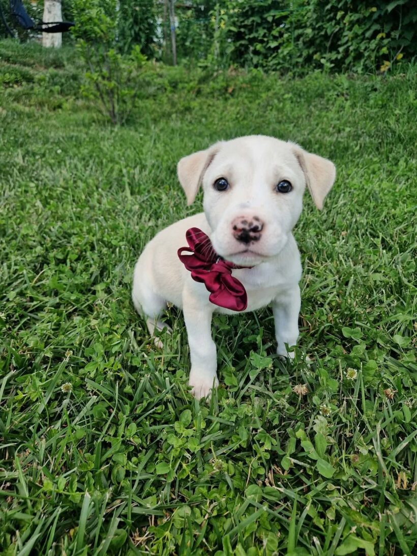 ELSA