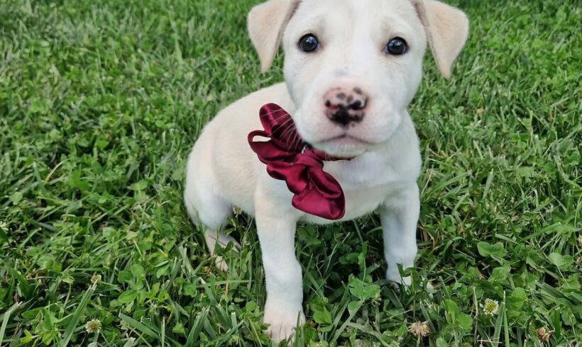 ELSA