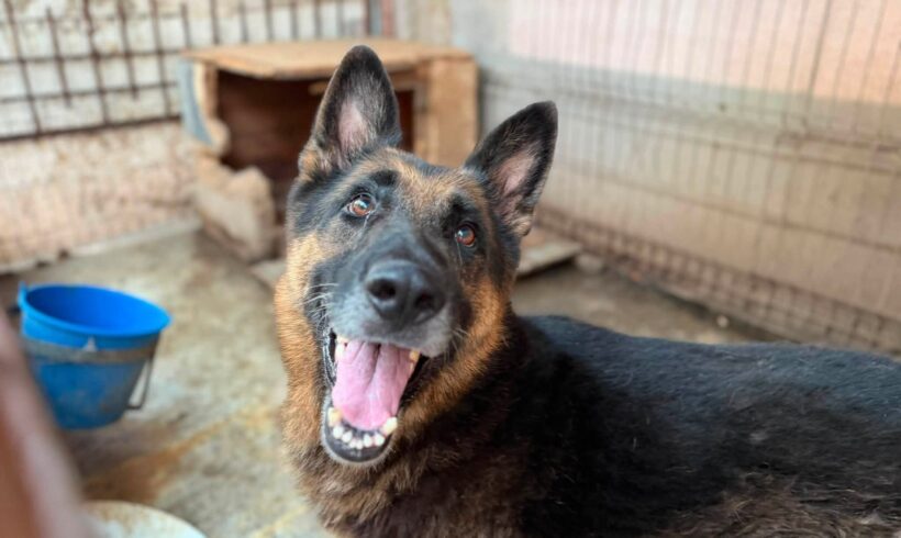 AXEL