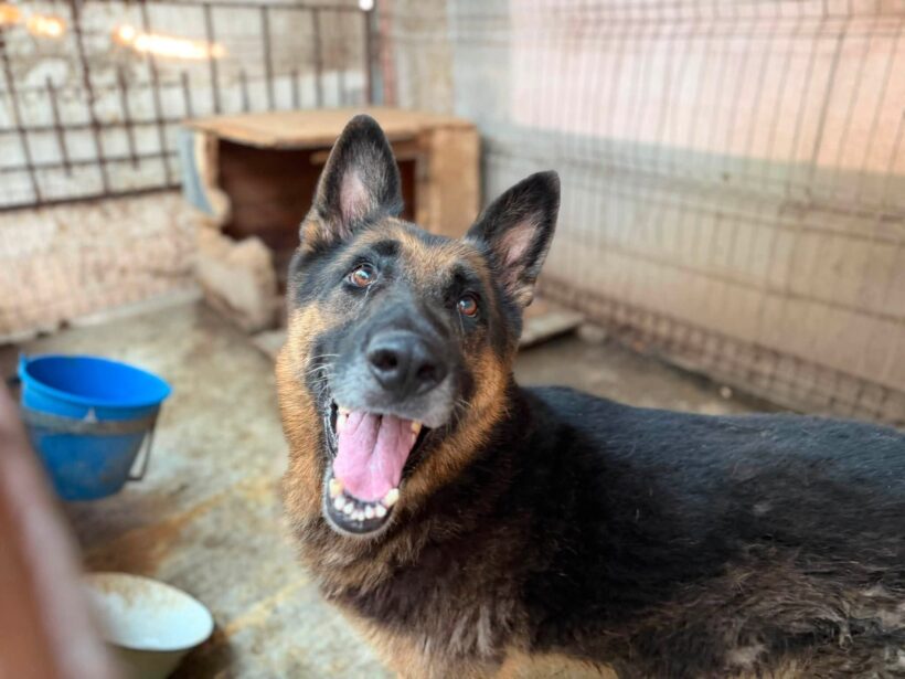 AXEL