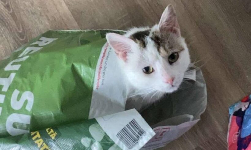 FENJA