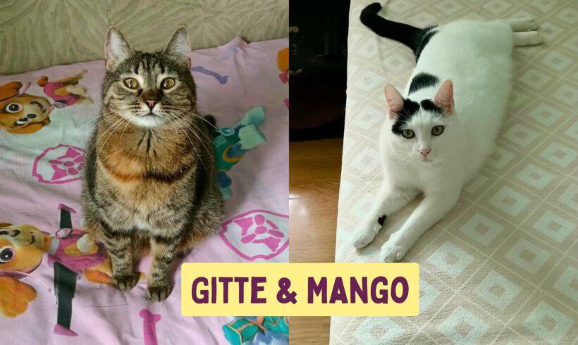 GITTE&MANGO