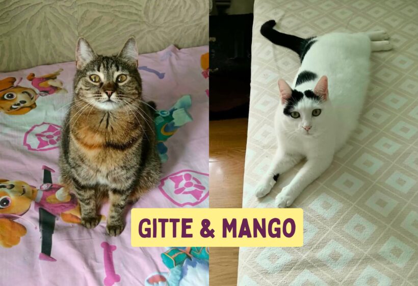 GITTE&MANGO GITTE&MANGO