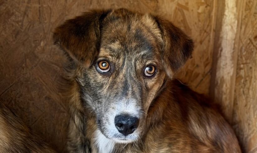 RINGO