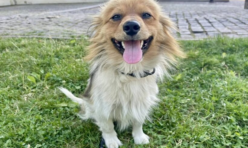 ORI