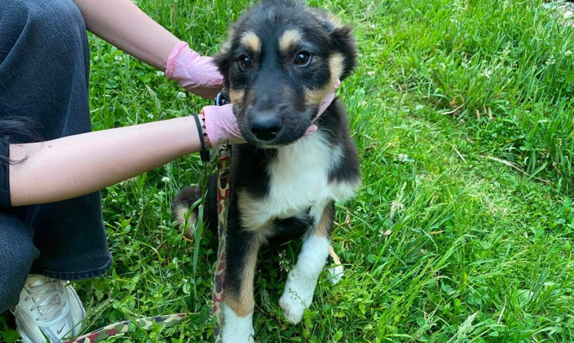 OTTO