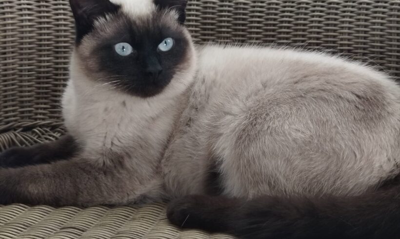 MIO